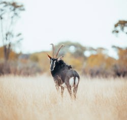 Wilderness Little Makalolo Zimbabwe Wildlife Sable