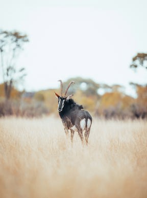 Wilderness Little Makalolo Zimbabwe Wildlife Sable