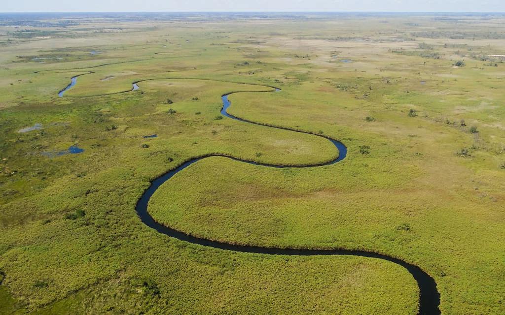 High aerial view of a dark, meandering, S-shaped river channel cutting through the vibrant green marsh grass of the Okavango Delta floodplain.