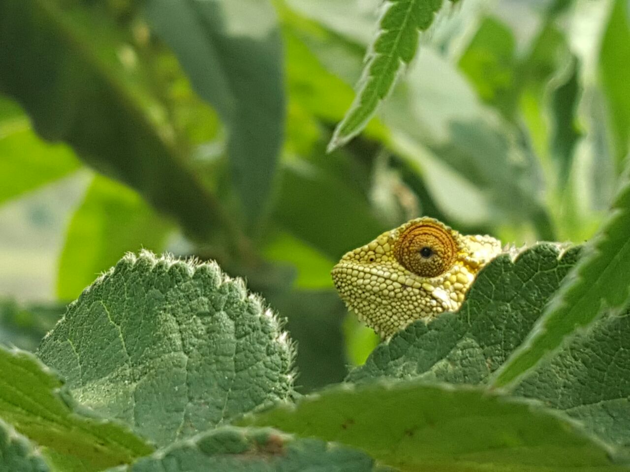 Wilderness Bisate Wildlife Chameleon