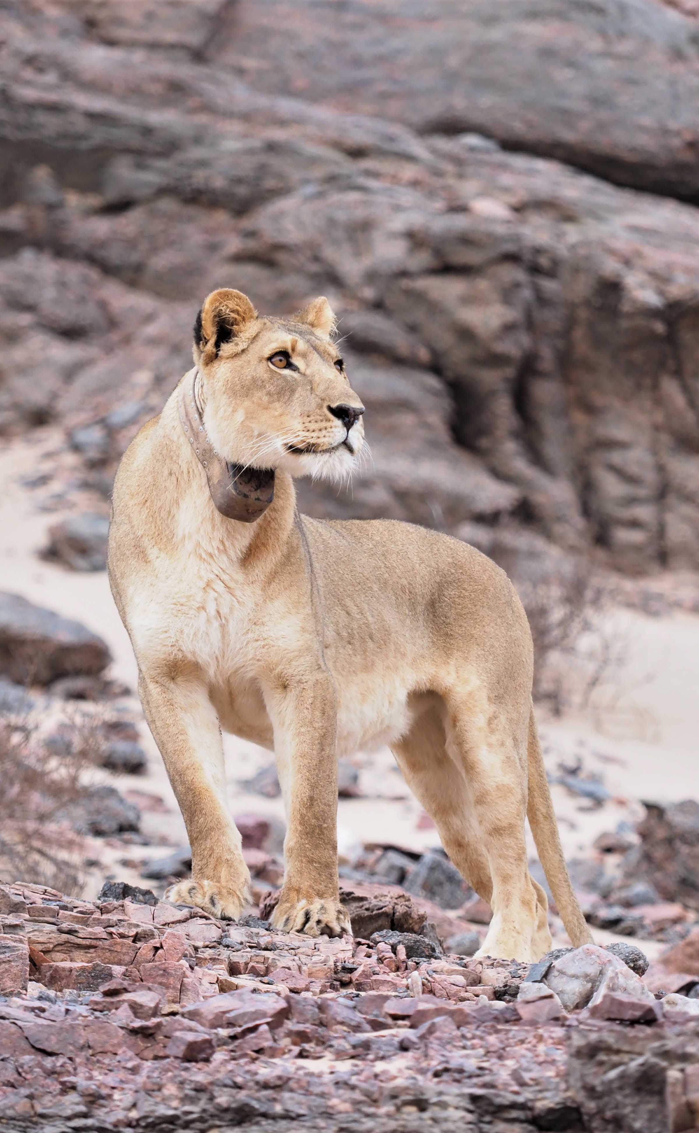 Wilderness Impact Conservation Desert Lion