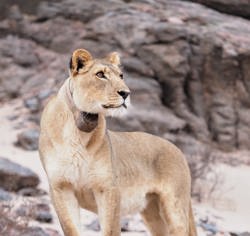 Wilderness Impact Conservation Desert Lion