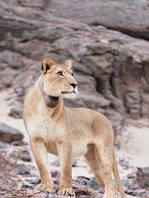 Wilderness Impact Conservation Desert Lion