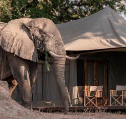 An elephant moves between a termite mound and a luxury tent in the camp grounds