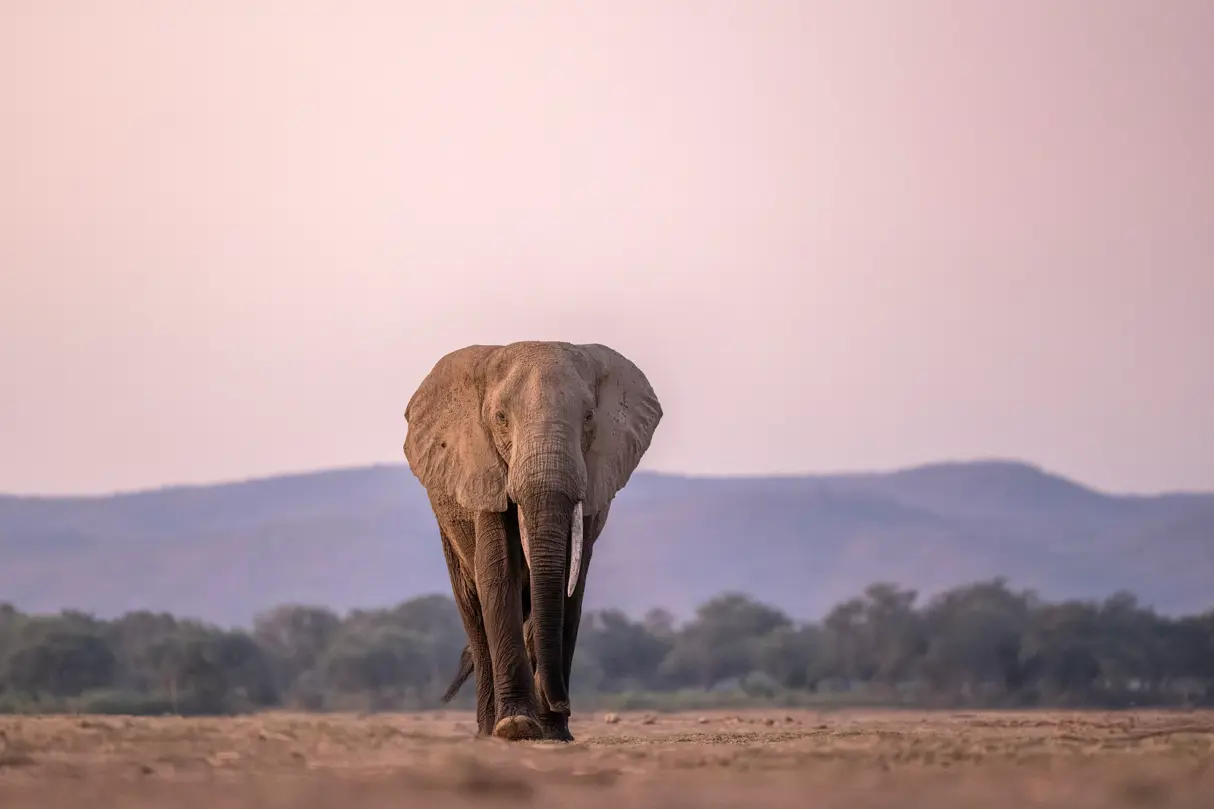 Elephant walking through the open plains of Mana Pools, Zimbabwe