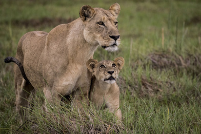Wilderness Mombo Botswana Lioness And Cub Known as the "Place of Plenty" Mombo is a wildlife haven