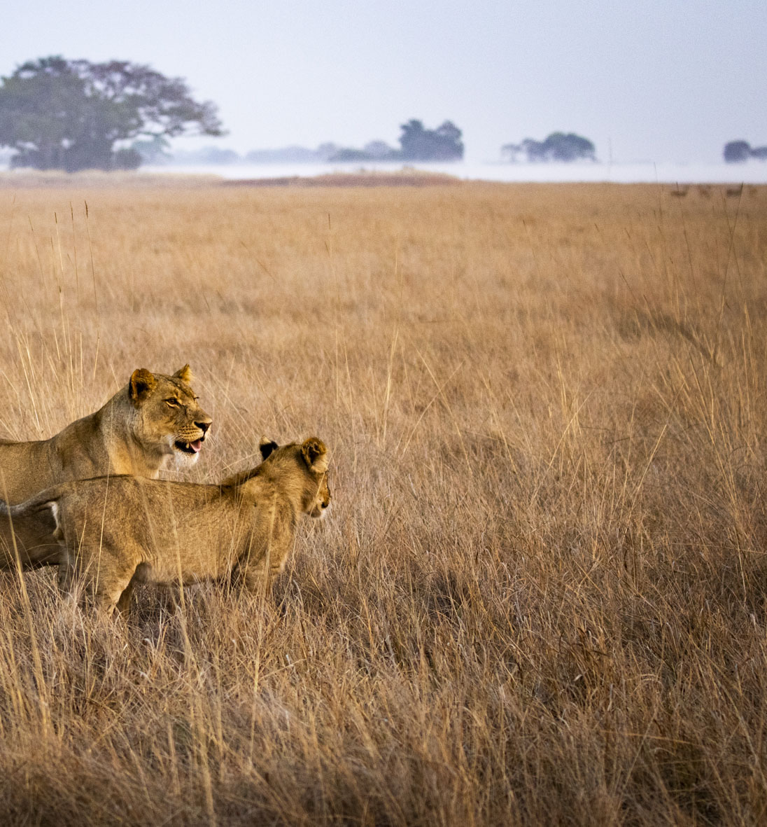 Lioness and cub in Zambia wilderness safari landscape