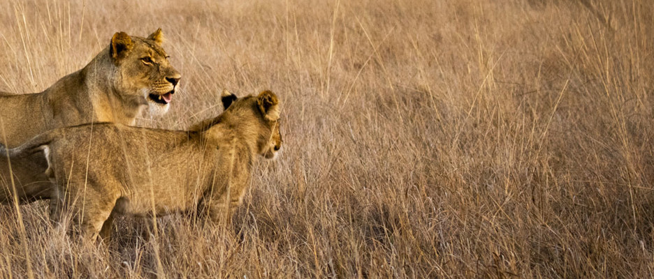 Lioness and cub in Zambia wilderness safari landscape
