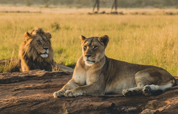 Alt text Two lions
