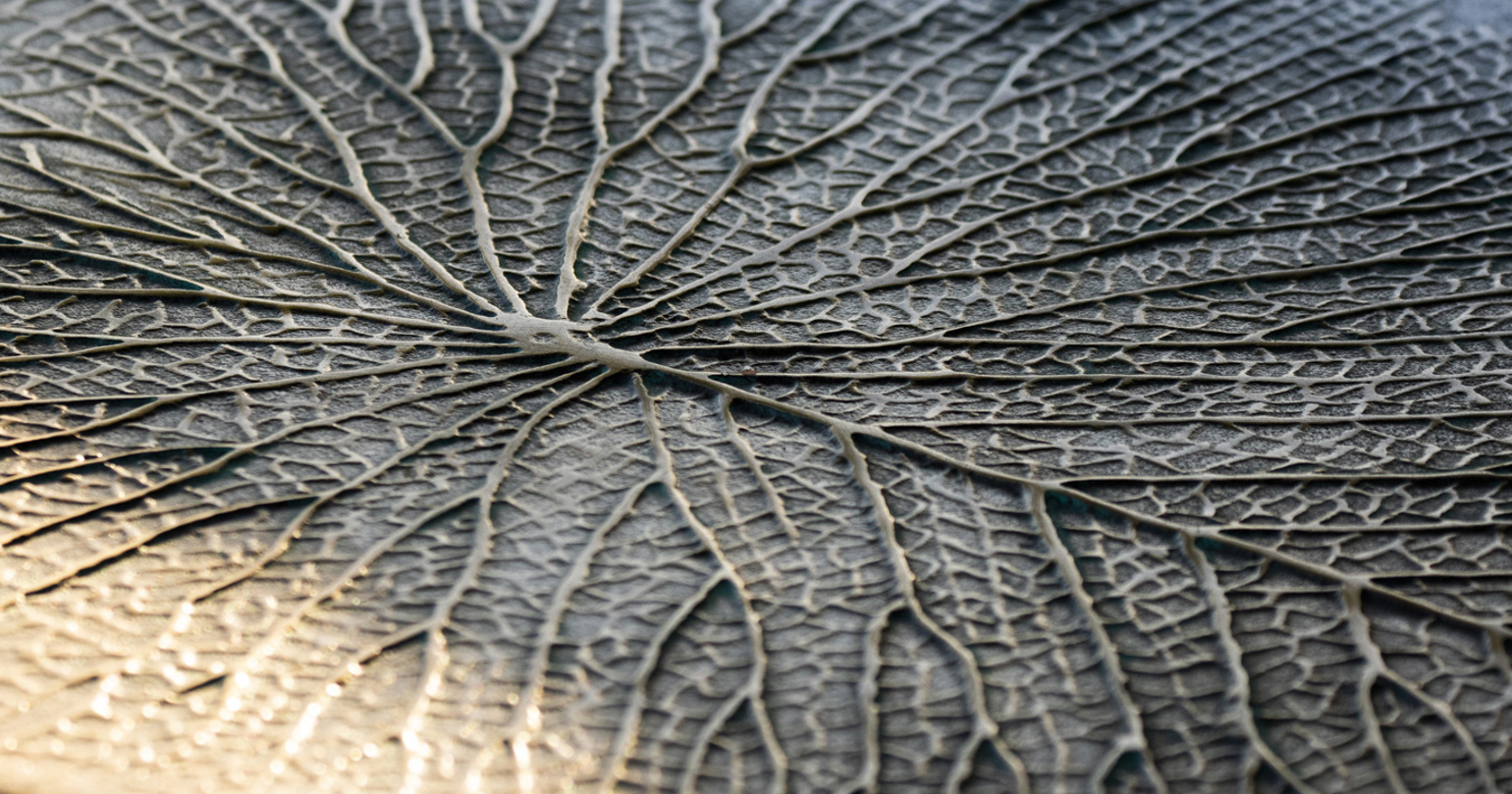 Wilderness Botswana Eperiences Decor Water Lily