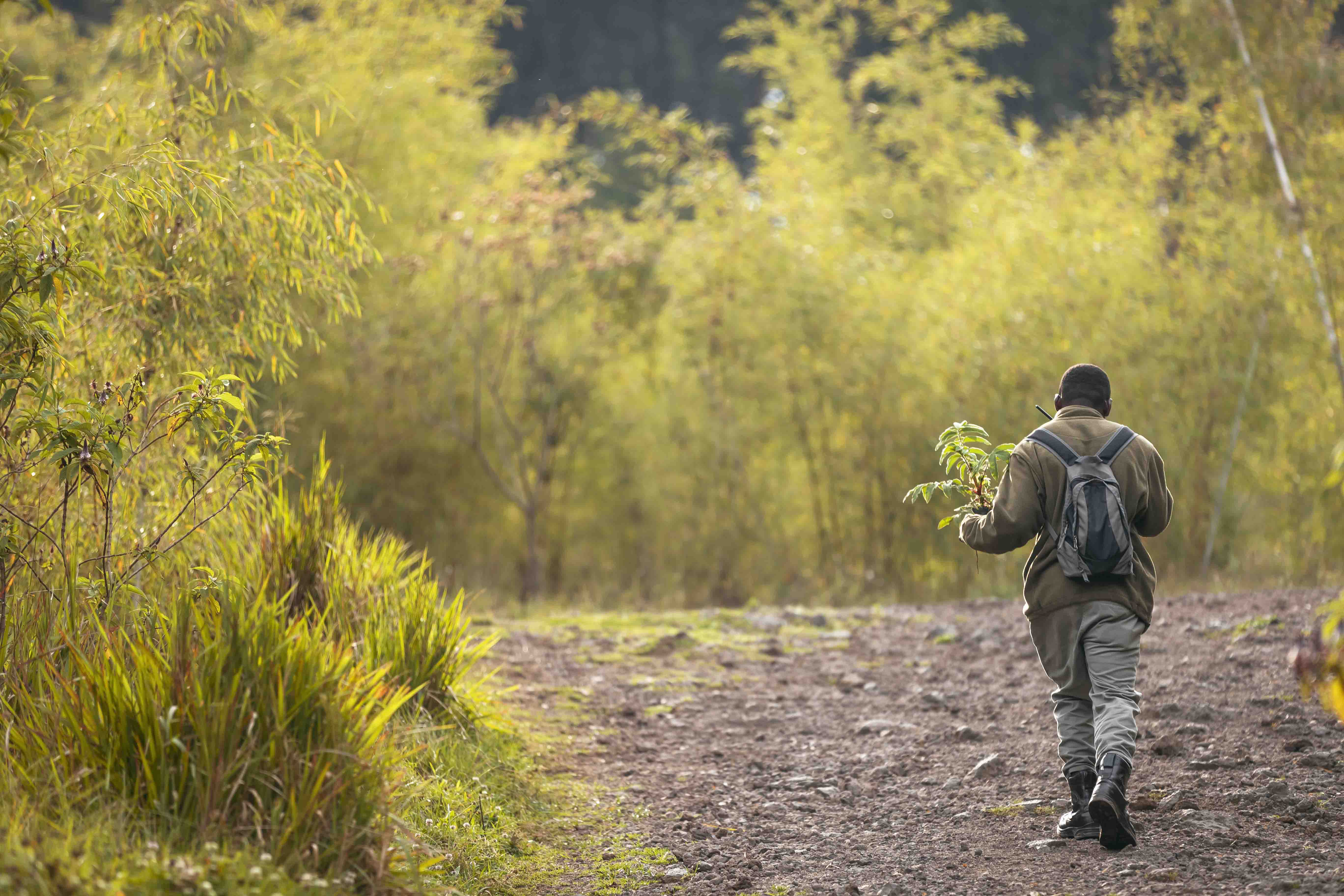 Wilderness Impact Protect Reforestation Rwanda