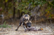 African Wild Dog standing over its prey