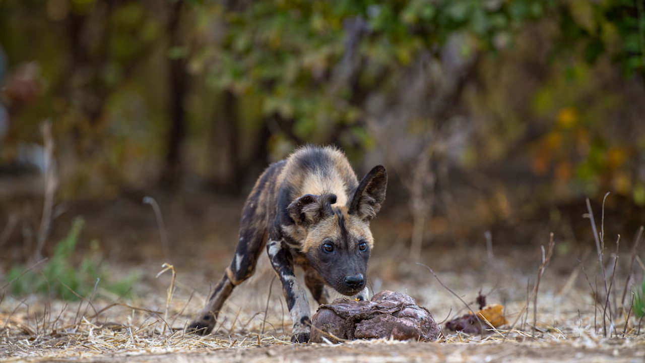 African Wild Dog standing over its prey