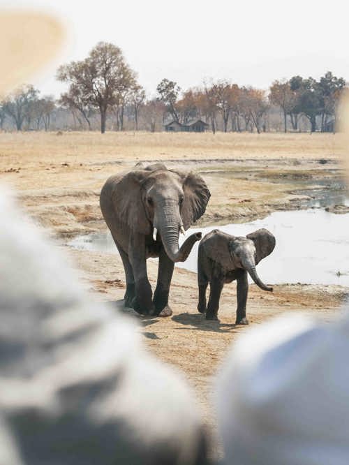 Wilderness Travellers Couples Adventure Together Zimbabwe