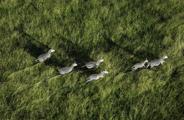 An aerial shot of Zebras running through the green plains of Akagera National Park