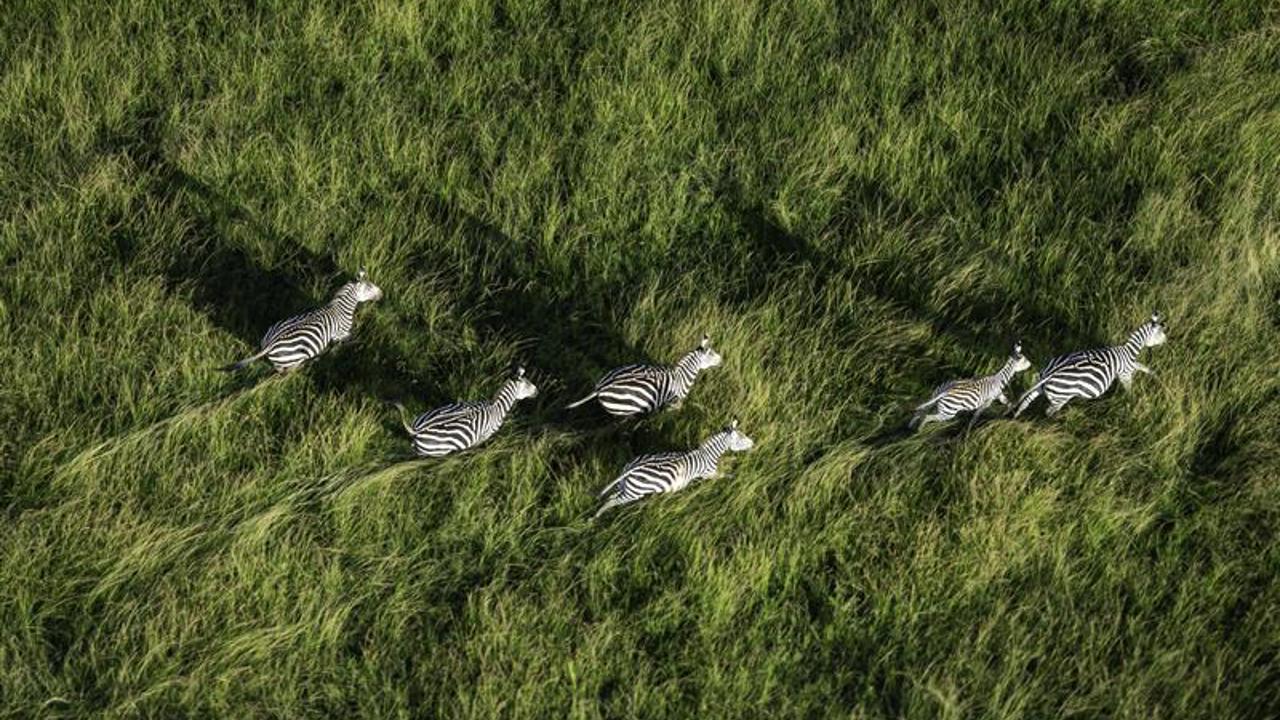 An aerial shot of Zebras running through the green plains of Akagera National Park