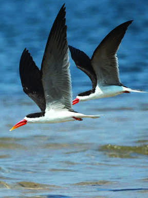 African skimmer bird flying over river in Zambia safari destination