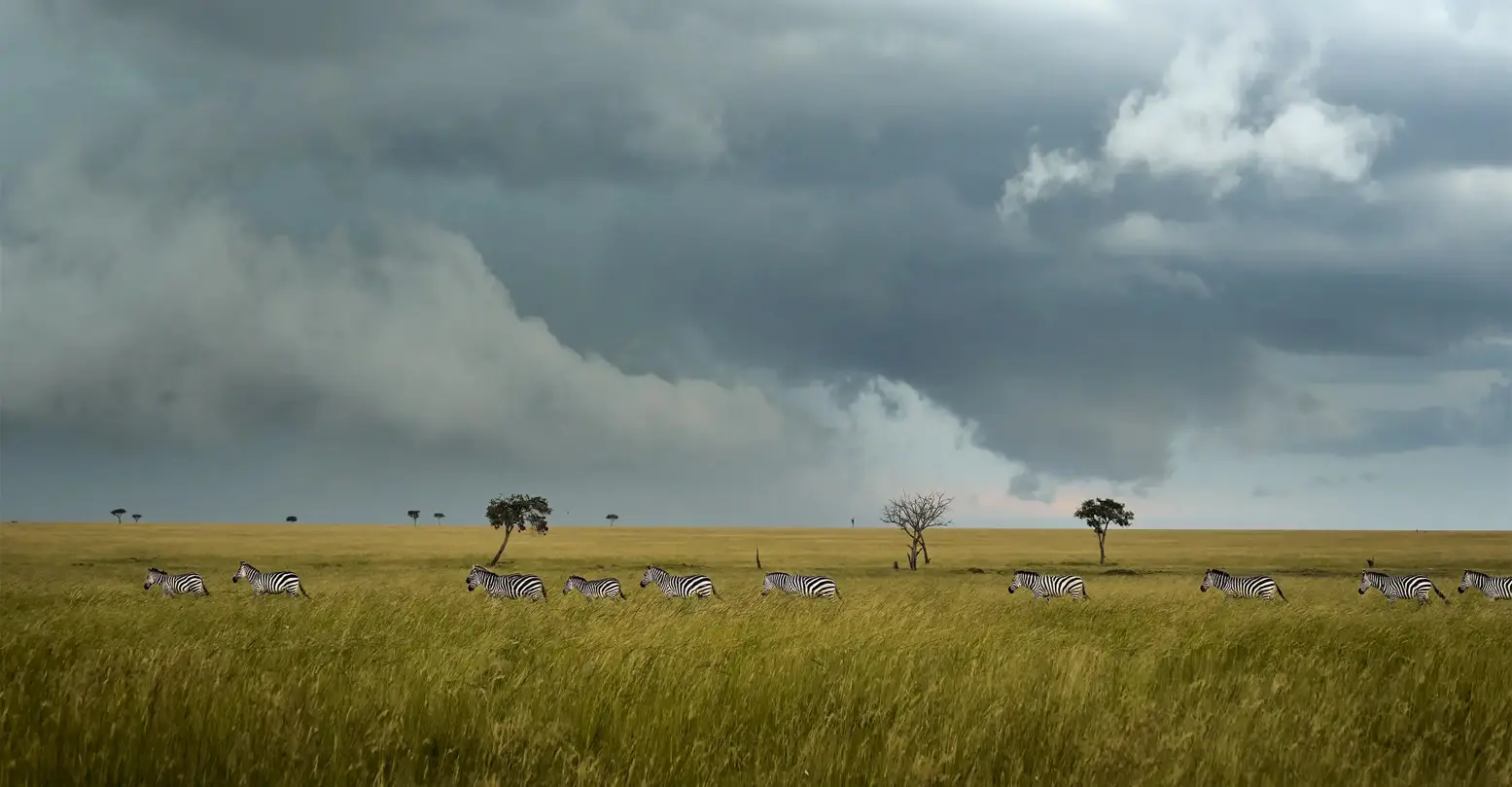 Iconic Kenya safari open floodplains with zebra crossing