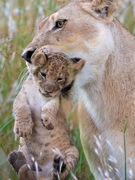 Wilderness Linyanti Tented Camp Botswana Wildlife Lion 