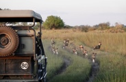 Wild dogs pack next to a safari game vehicle