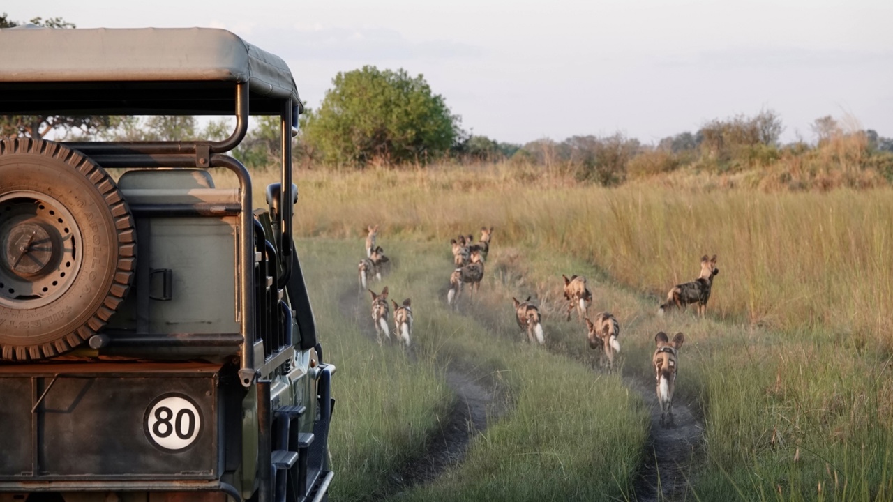 Wild dogs pack next to a safari game vehicle