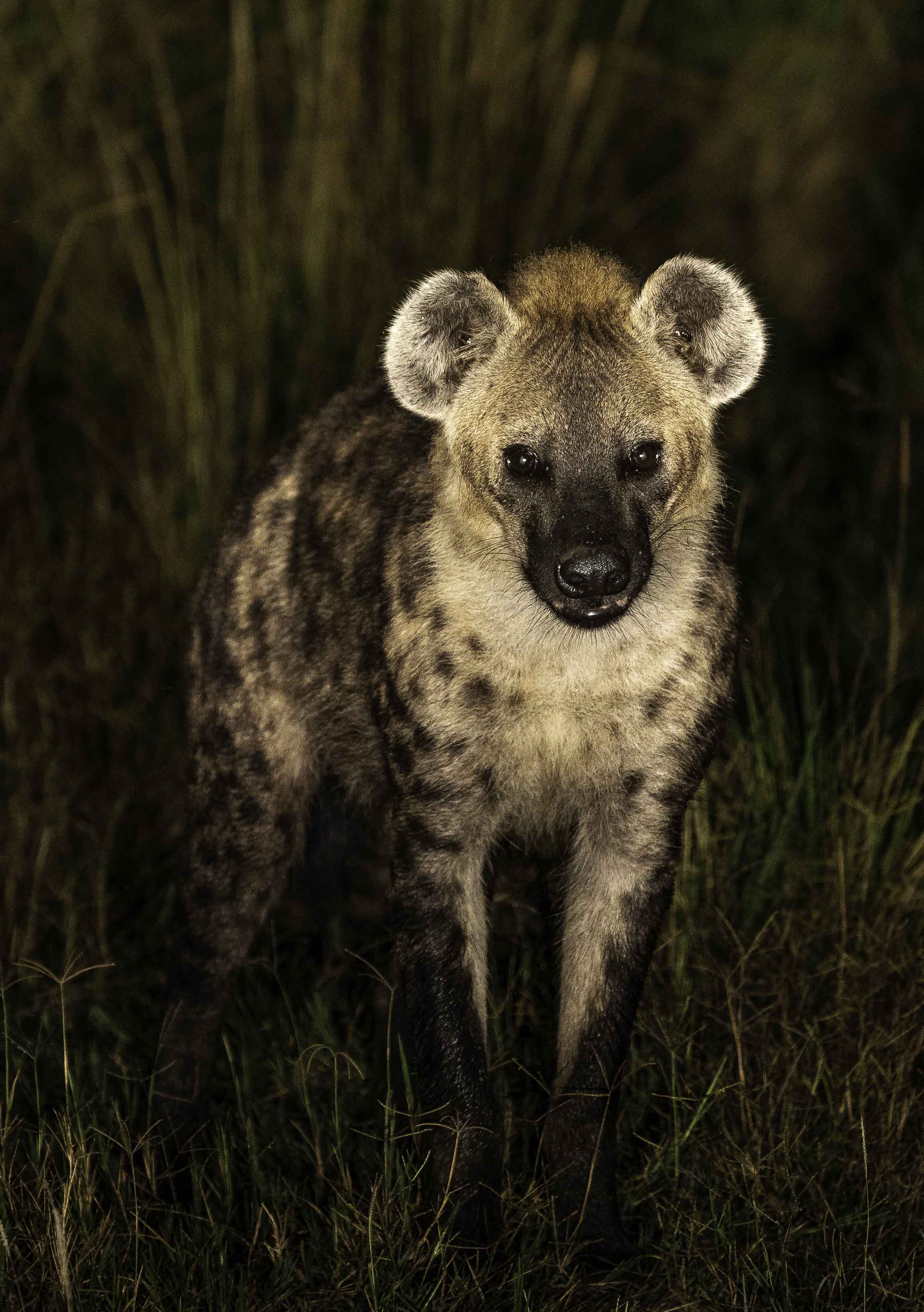 Wilderness Experiences Night Drive Nocturnal Wildlife Hyena