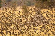 red-billed quelea flock 