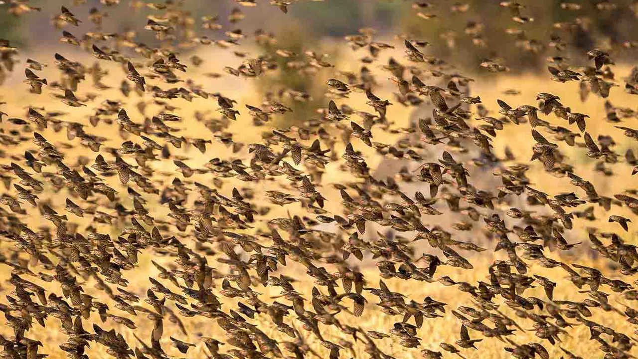 red-billed quelea flock 
