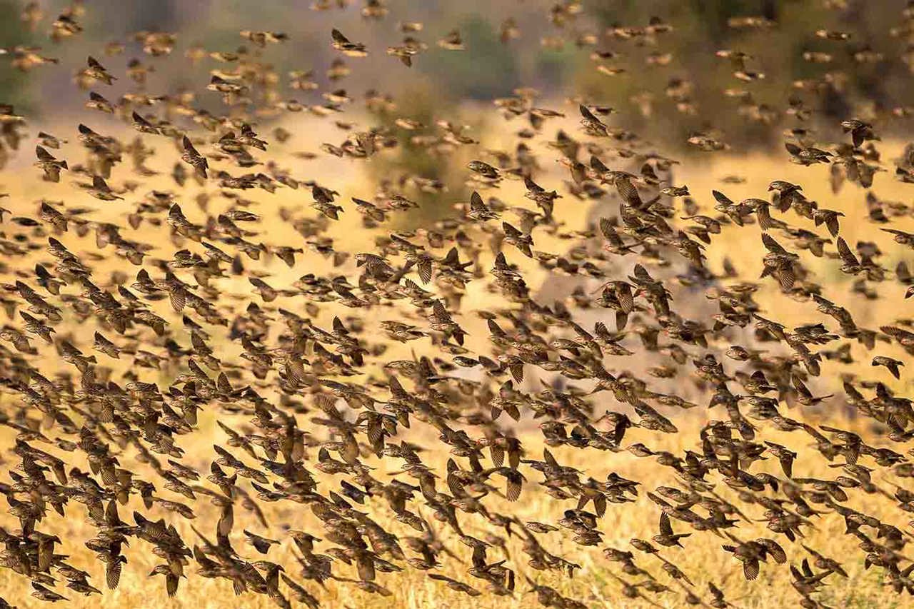 red-billed quelea flock 