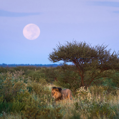 Wilderness Kalahari Plains Botswana Wildife Lion Full Moon