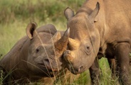 Two rhinos cuddling in Akagera Natioanl Park, these rhino are protected by Wilderness and Rwanda Tourism Board