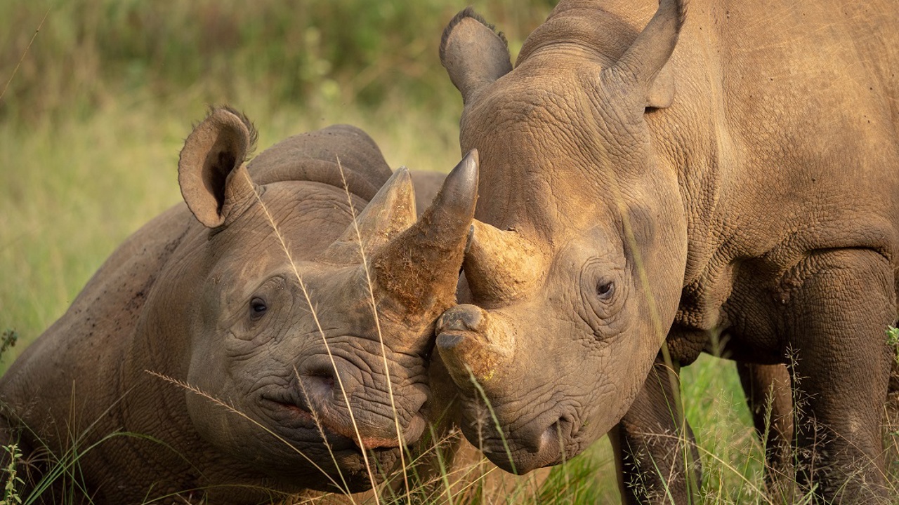 Two rhinos cuddling in Akagera Natioanl Park, these rhino are protected by Wilderness and Rwanda Tourism Board
