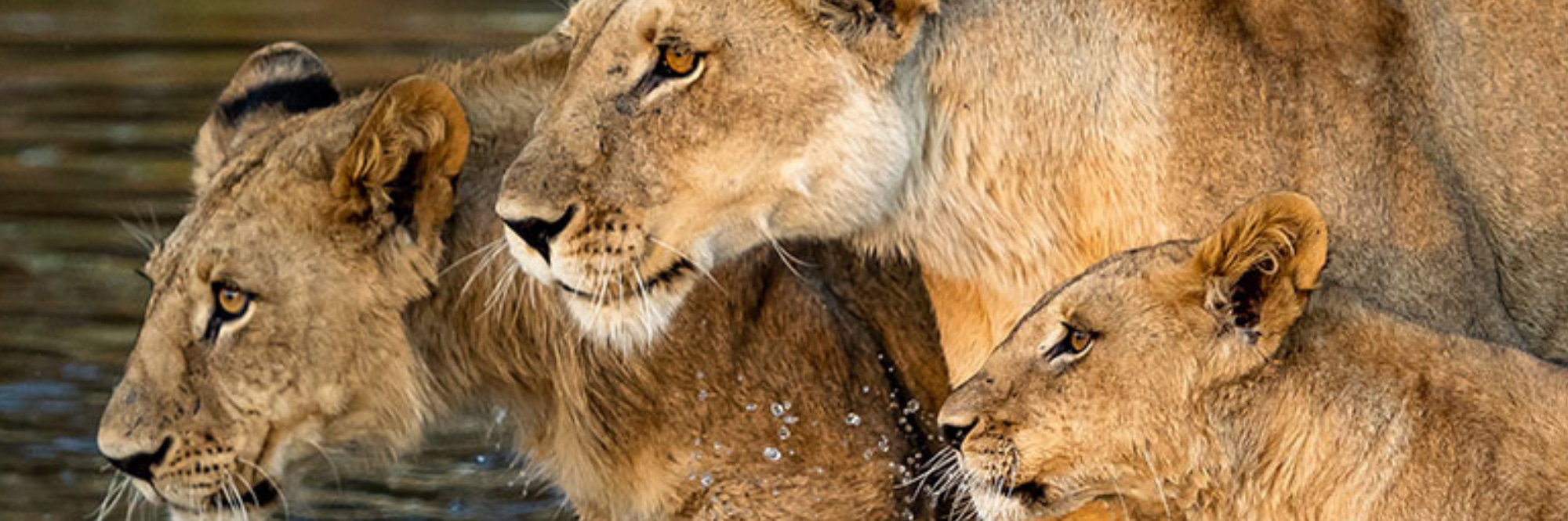 Lioness and cubs crossing water in Botswana