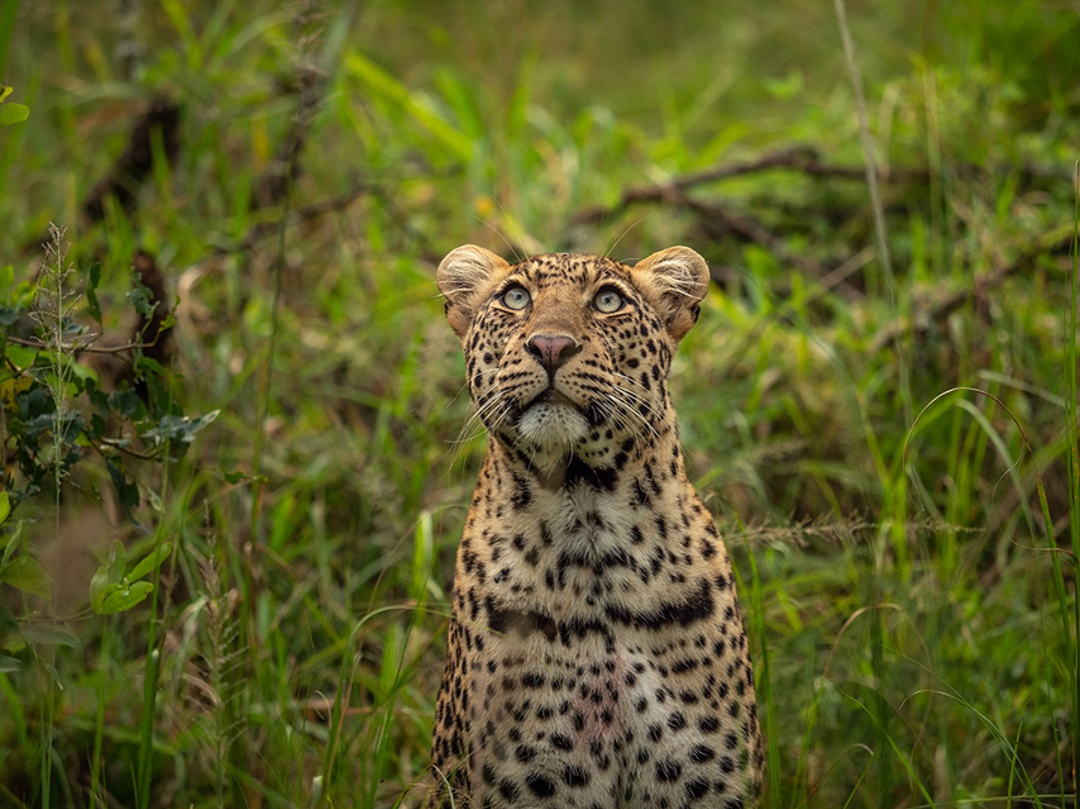 Wilderness Rwanda Wildlife Leopard