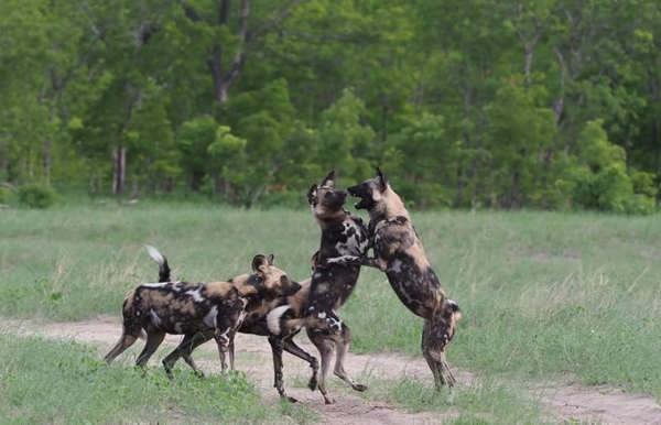 Wilderness Davison's Hwange Wild dogs Zimbabwe