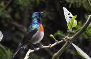 Wilderness Bisate Rwanda Wildlife Sunbird
