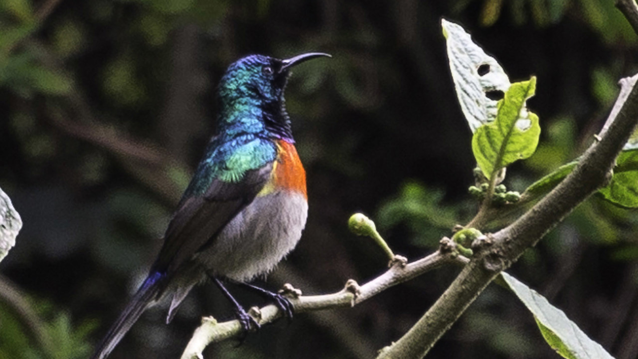 Wilderness Bisate Rwanda Wildlife Sunbird