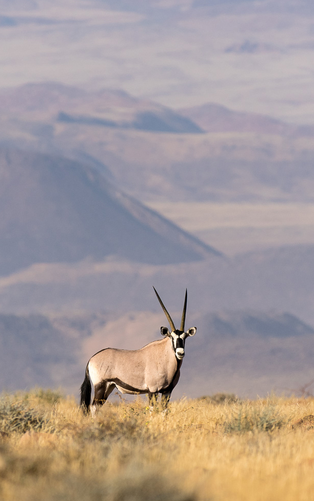 Wilderness Damaraland Camp Namibia Wildlife Oryx