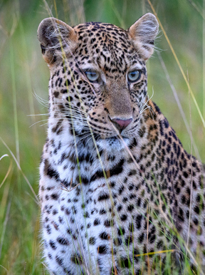 Wilderness Magashi Rwanda Wildlife Leopard