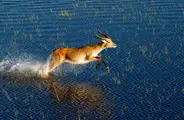 A male red lechwe antelope, with long, curved horns, leaps out of the deep blue, water-lily-dotted Okavango Delta water, creating a prominent white splash.