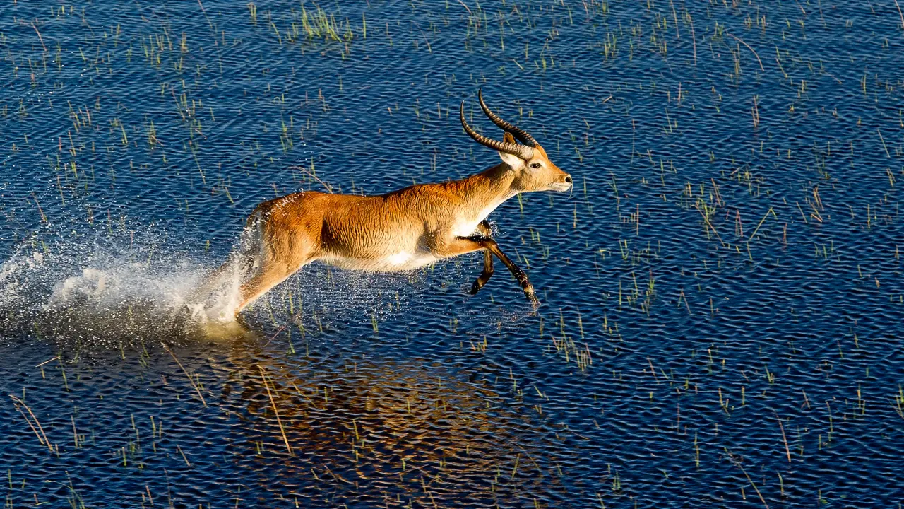 A male red lechwe antelope, with long, curved horns, leaps out of the deep blue, water-lily-dotted Okavango Delta water, creating a prominent white splash.