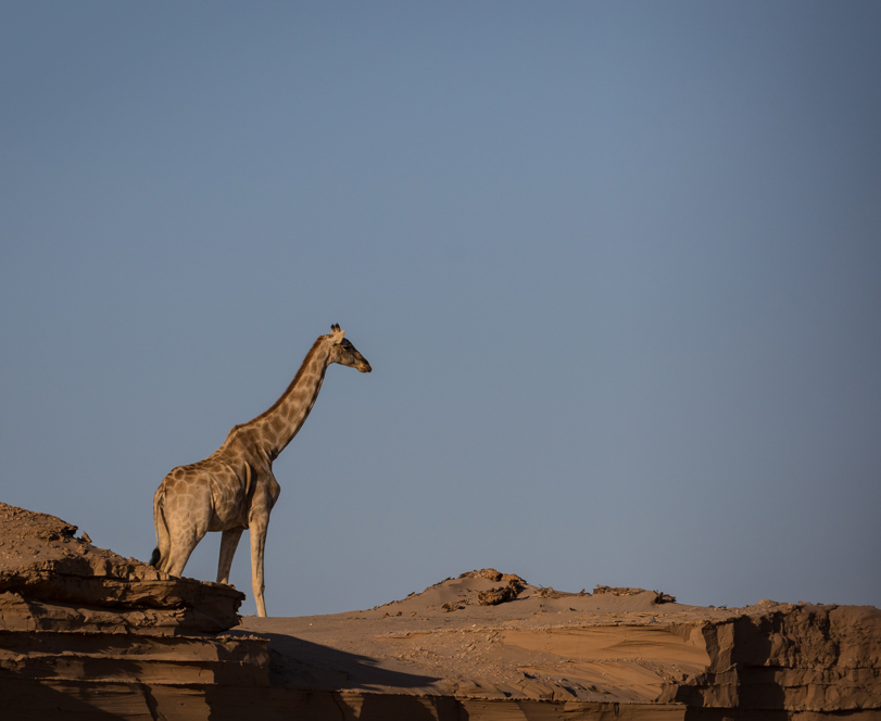 Desert-adapted giraffe standing on a sandstone ridge at the Hoanib Skeleton Coast, Namibia