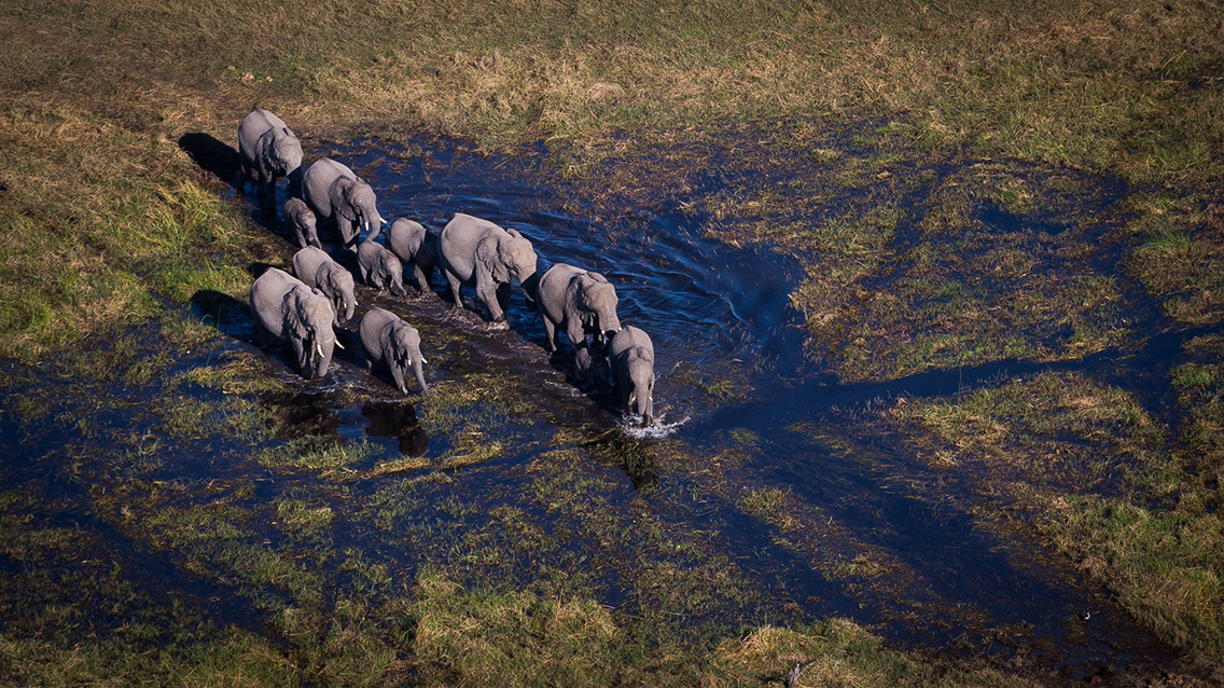 Wilderness Mombo Botswana Wildlife Elephant Walking Through Water