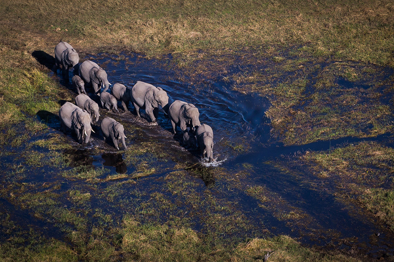 Wilderness Mombo Botswana Wildlife Elephant Walking Through Water