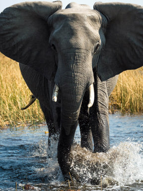 Wilderness Savuti Botswana Wildlife Elephant
