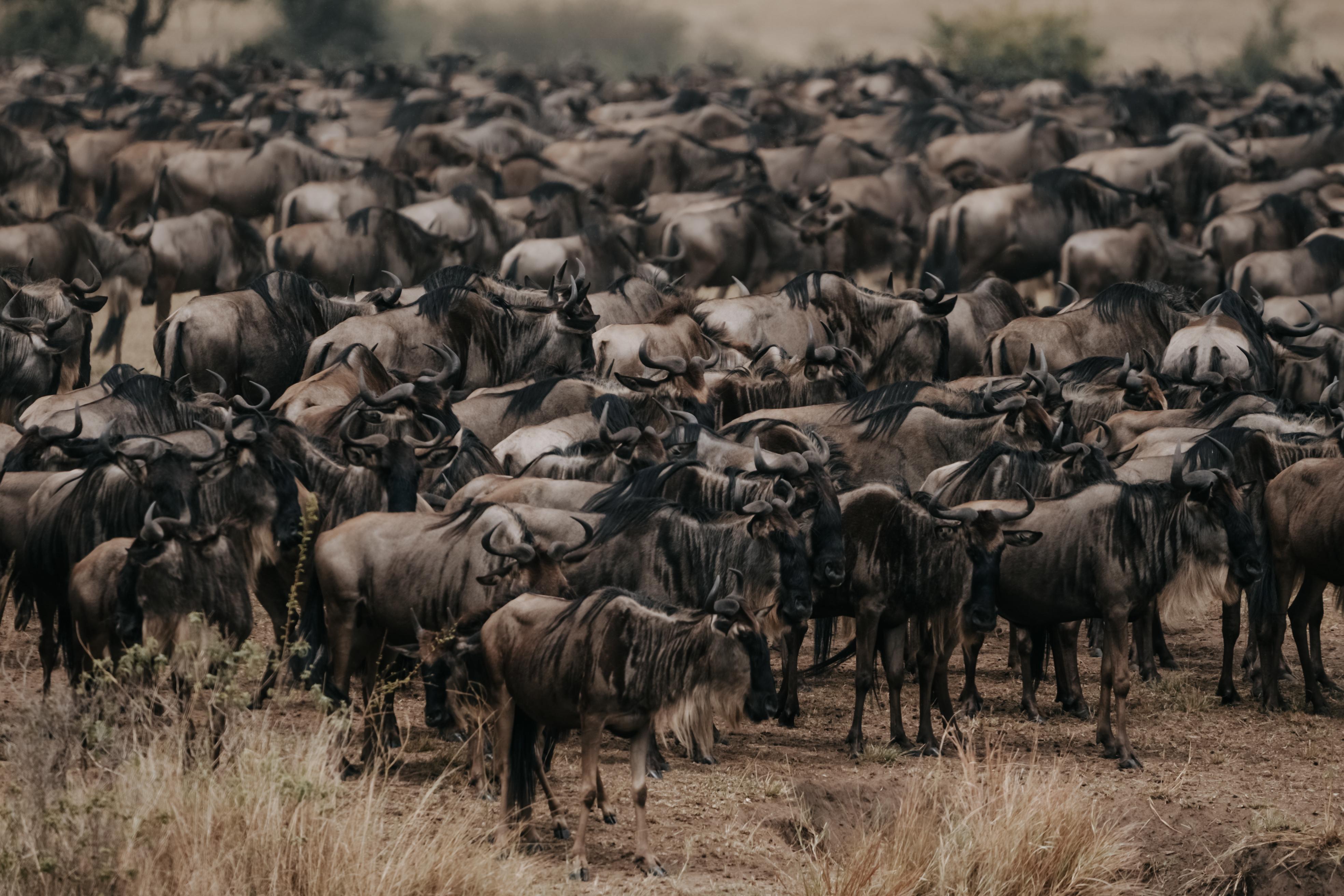 Serengeti Southern Corridor Great Migration with large wildebeest herd