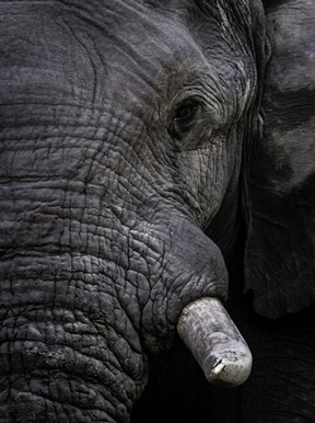 Elephant Wilderness Botswana