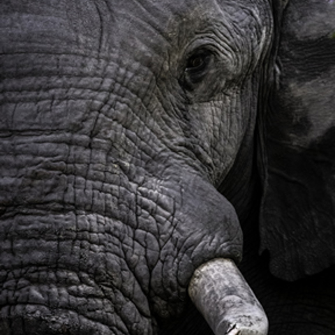Elephant Wilderness Botswana