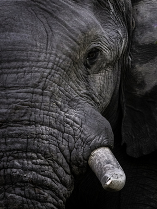Elephant Wilderness Botswana