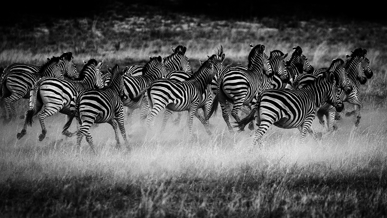 Wilderness Hwange Wildlife Zebra